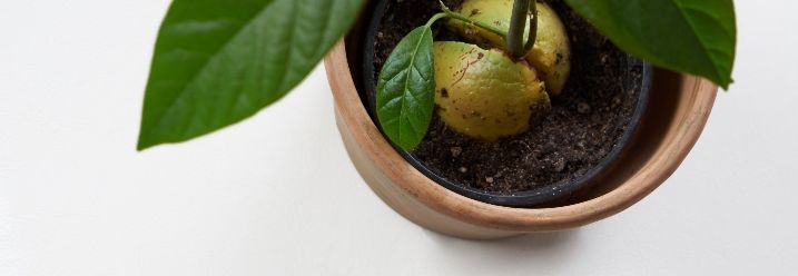 Avocado Pflanze